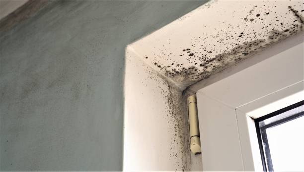 Best Mold Prevention Services  in Flowood, MS