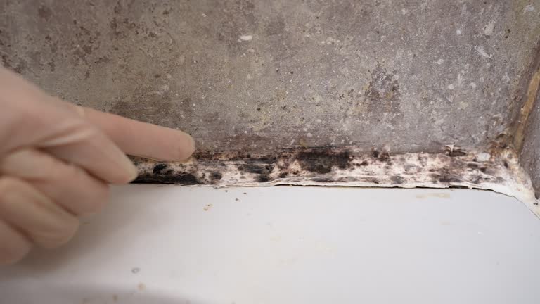 Mold Documentation for Insurance Claims